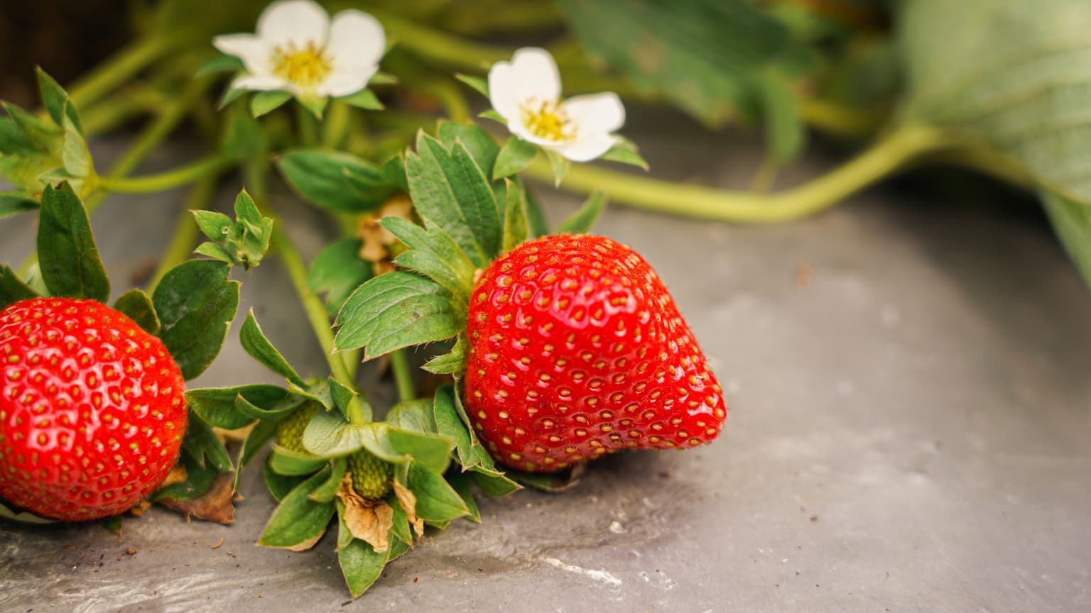 Fresas maduras y flores blancas sobre película de acolchado plástico gris en una cama elevada