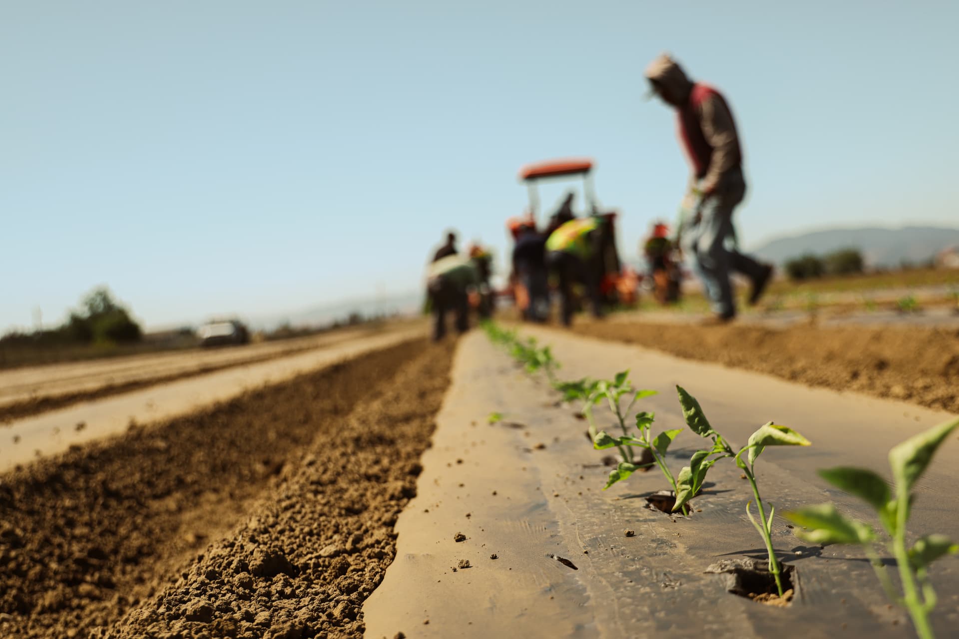 Farm crew transplanting seedlings into beds laid with būmigro biodegradable mulch film, a tractor working the field behind them