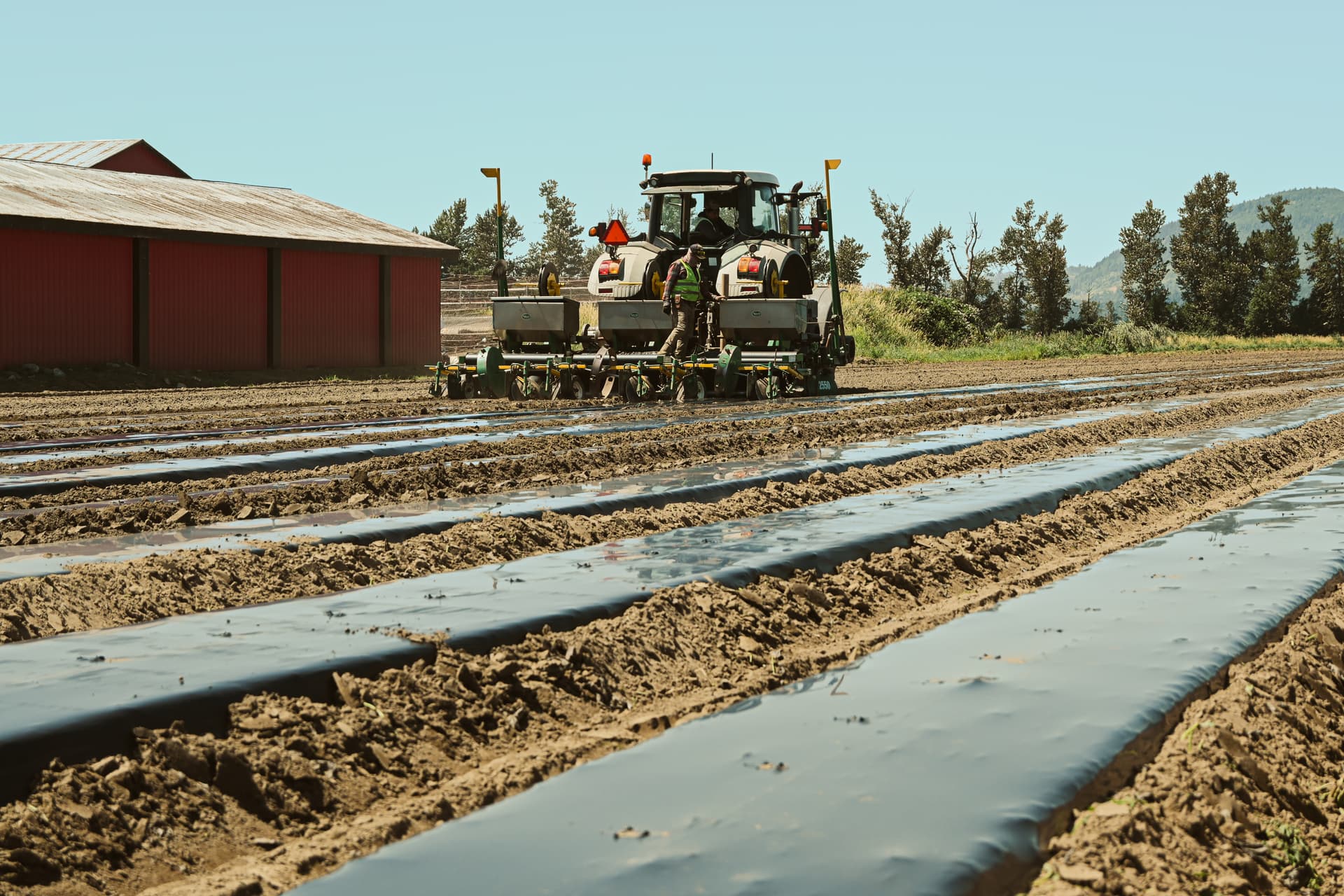 Tractor tirando de una formadora de camas y acolchadora de tres hileras que coloca película de acolchado biodegradable negra sobre camas elevadas, con un operador caminando junto al implemento