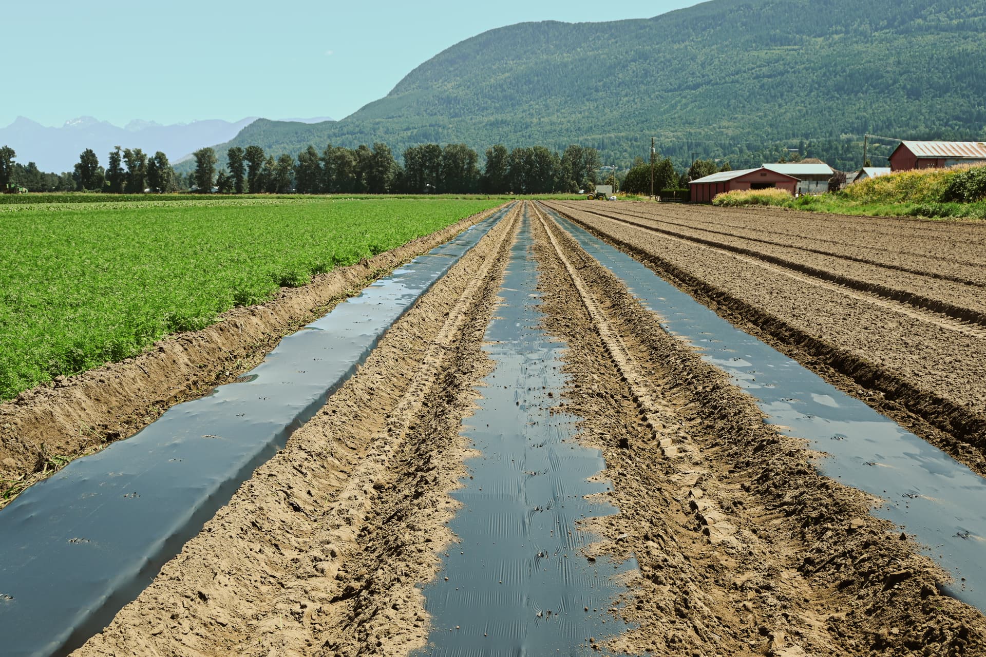 Long machine-laid rows of būmigro biodegradable mulch film across a large farm field, with crops greening beside freshly bedded soil under a mountain ridge