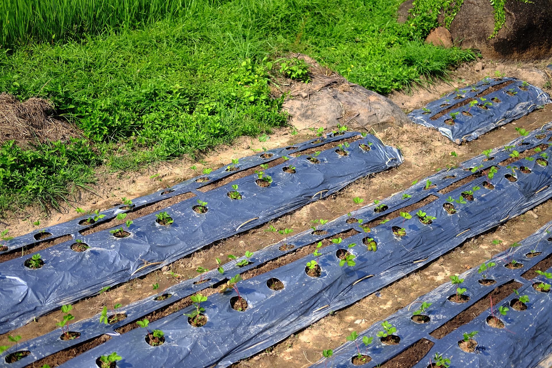 Young seedlings sprouting through planting holes in būmigro biodegradable mulch film over raised garden beds