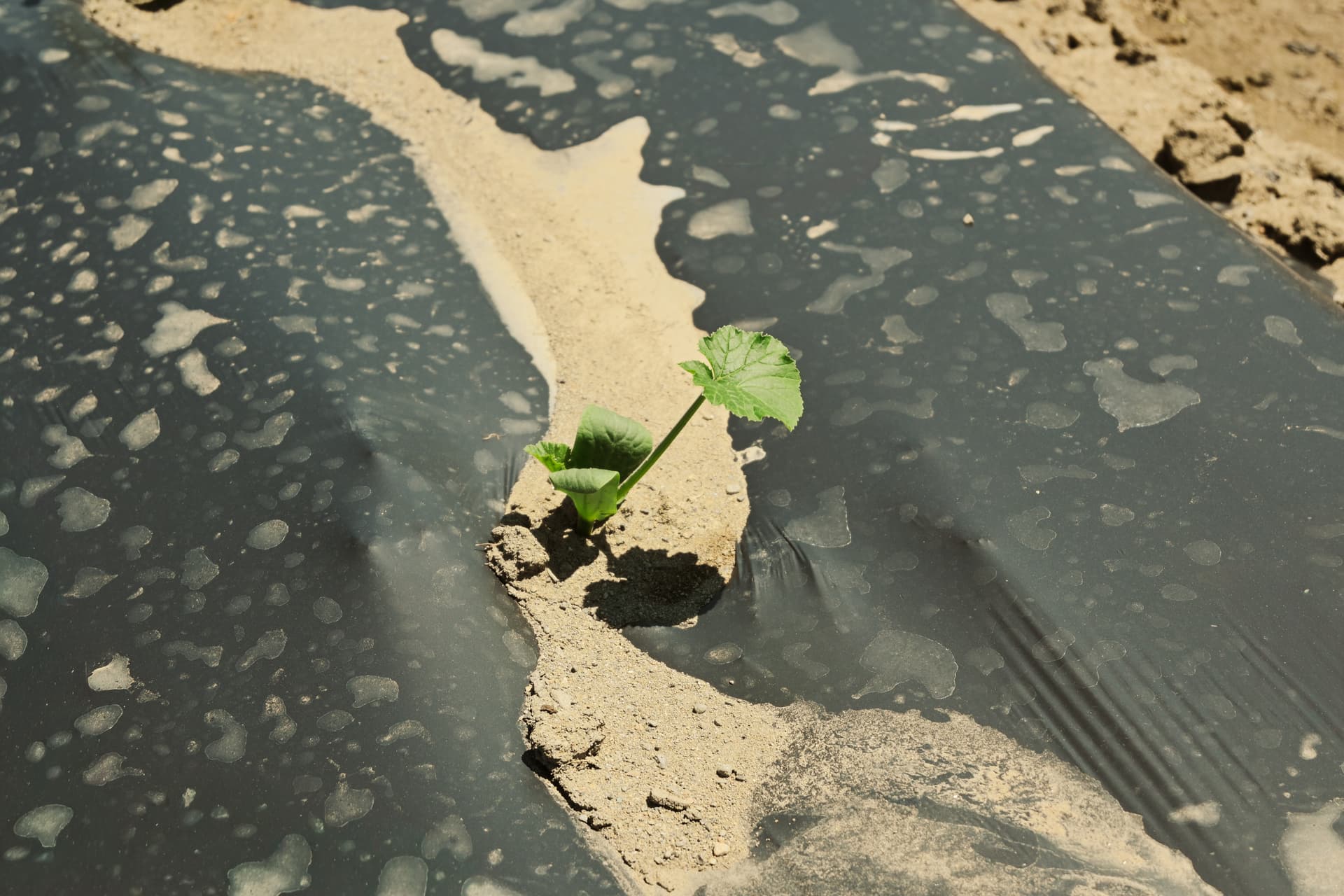 A single crop seedling growing through a planting hole in black mulch film, with no weeds around it